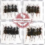 Scientific lot no. 11 Cicindelidae (19 pcs)