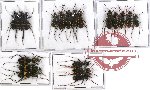 Scientific lot no. 14 Cicindelidae (19 pcs A-, A2)