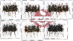 Scientific lot no. 13 Cicindelidae (34 pcs A-, A2)