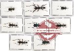 Scientific lot no. 9 Cicindelidae (8 pcs)