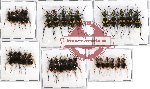 Scientific lot no. 16 Cicindelidae (32 pcs A-, A2)