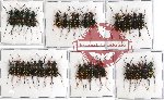 Scientific lot no. 9A Cicindelidae (34 pcs)