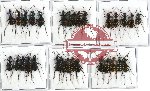 Scientific lot no. 10 Cicindelidae (30 pcs)