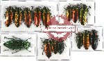 Scientific lot no. 39 Buprestidae (15 pcs A-, A2)