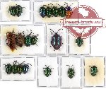 Scientific lot no. 20A Heteroptera (Scutellarinae) (20 pcs A, A-, A2)
