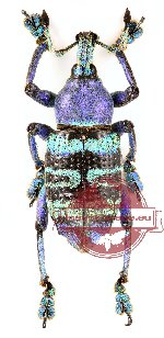 Eupholus chaminadei (A-)