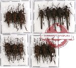 Scientific lot no. 12 Orthoptera (14 pcs A-, A2)