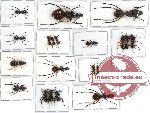 Scientific lot no. 3 Formicidae (20 pcs - 5 pcs A2)