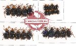 Scientific lot no. 168 Chrysomelidae (24 pcs A-, A2)