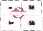 Bostrichidae Scientific lot no. 11 (14 pcs)