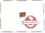 Karumiidae Scientific lot no. 2 (4 pcs)