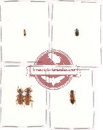 Scientific lot no. 32 Cleridae (5 pcs)