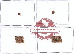 Anobiidae Scientific lot no. 2 (20 pcs)