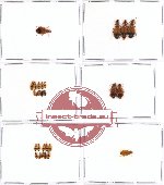 Scientific lot no. 167 Carabidae (Lebiinae) (27 pcs - 2 pcs A2)