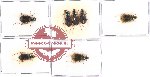 Scientific lot no. 166 Carabidae (Chlaenius spp.) (7 pcs)