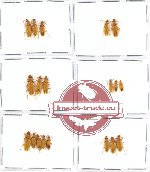 Scientific lot no. 7 Oedemeridae (19 pcs)