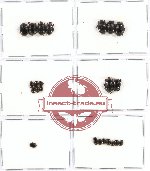 Scientific lot no. 60 Histeridae (23 pcs)