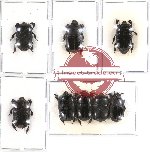 Scientific lot no. 59 Histeridae (8 pcs - 4 pcs A2)