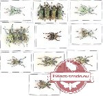 Scientific lot no. 212 Curculionidae (15 pcs - 6 pcs A2)