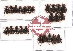 Hybosorinae sc. lot no. 49 (24 pcs - 5 pcs A2)