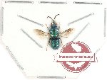 Scientific lot no. 12 Chrysididae (1 pc)