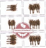 Scientific lot no. 12A Orthoptera (26 pcs A, A-, A2)