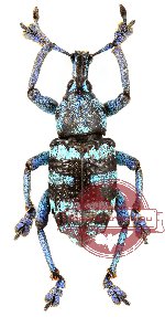 Eupholus labei (A-)