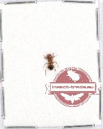 Formicidae sp. 60 (A2)