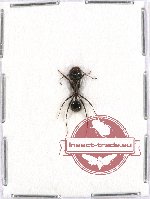 Formicidae sp. 57 (A2)
