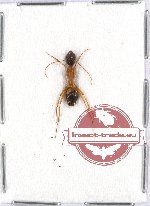 Formicidae sp. 55
