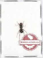 Formicidae sp. 56 (10 pcs)