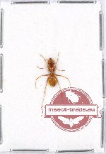 Formicidae sp. 58 (5 pcs A2)
