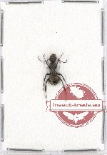 Formicidae sp. 59 (5 pcs A2)