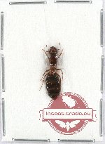 Formicidae sp. 62
