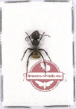 Formicidae sp. 61 (3 pcs A2)