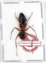 Formicidae sp. 50 (A-)