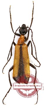 Meloidae sp. 5