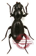 Tenebrionidae sp. 59 (A2)
