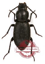 Tenebrionidae sp. 61