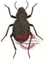 Tenebrionidae sp. 64