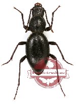 Tenebrionidae sp. 60