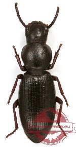 Tenebrionidae sp. 62