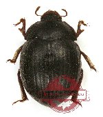 Tenebrionidae sp. 58 (10 pcs)