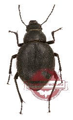 Tenebrionidae sp. 63