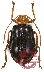 Chrysomelidae sp. 46 (10 pcs)