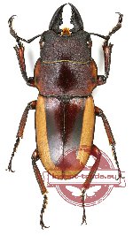 Prosopocoilus lateralis lorquini (2 pcs)