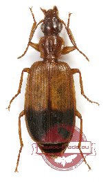 Lebiinae sp. 10A