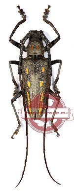 Batocera rosenbergi sumbawana