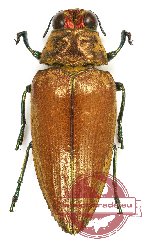 Ephidelus wallacei