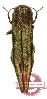 Agrilus sp. 37 (A-)